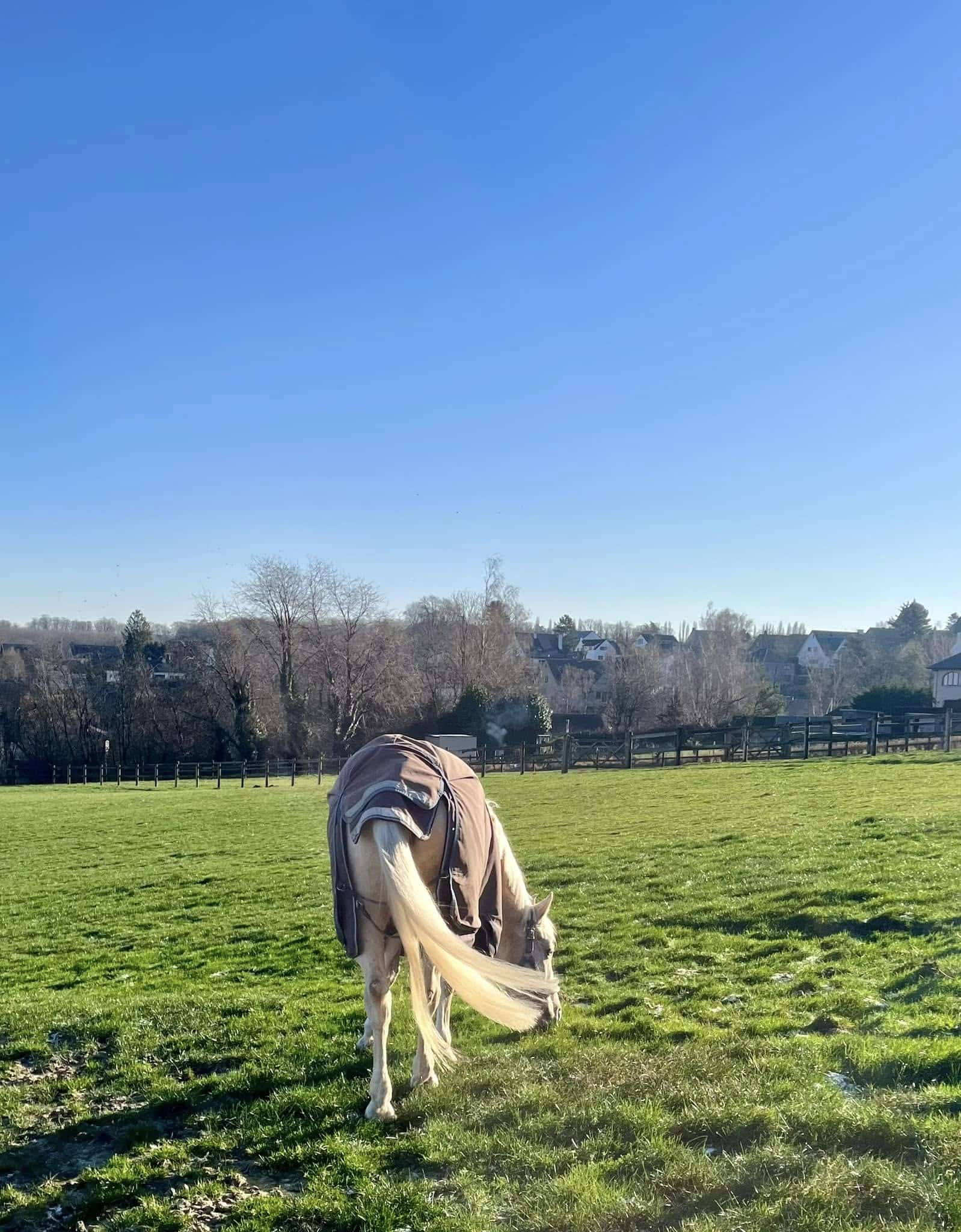 poneys-en-pensioncote-poney-Braine-le-Chateau